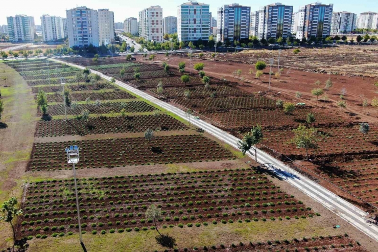 Diyarbakır’da Tıbbi Aromatik Bitki Bahçesi Şehre Güzel Koku Yayacak