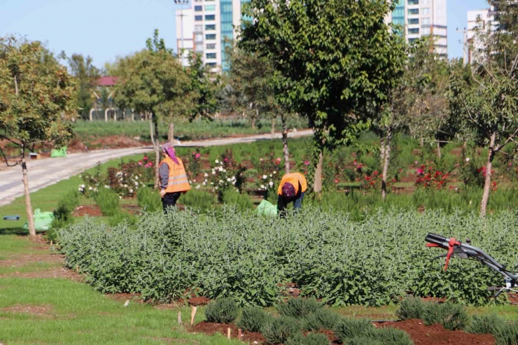 Diyarbakır’da Tıbbi Aromatik Bitki Bahçesi Şehre Güzel Koku Yayacak