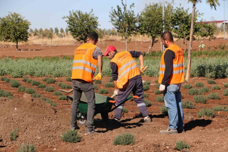 Diyarbakır’da Tıbbi Aromatik Bitki Bahçesi Şehre Güzel Koku Yayacak