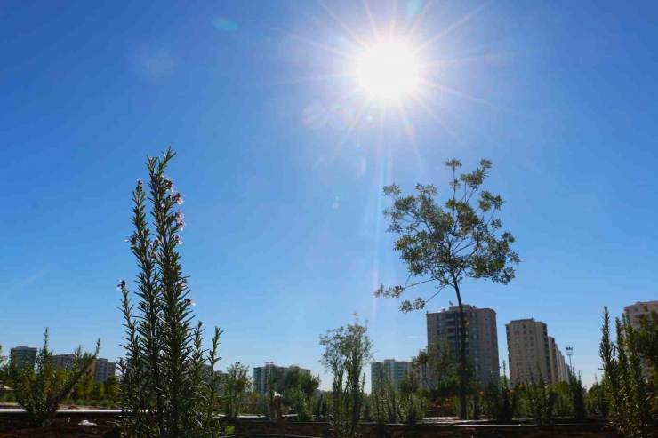 Diyarbakır’da Tıbbi Aromatik Bitki Bahçesi Şehre Güzel Koku Yayacak