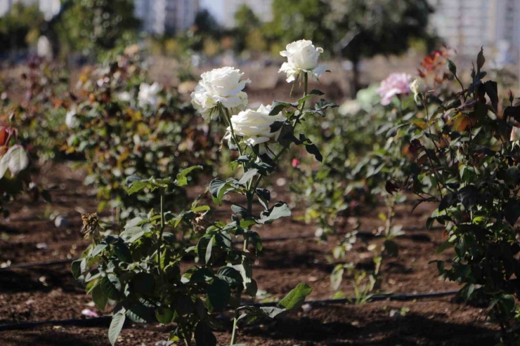 Diyarbakır’da Tıbbi Aromatik Bitki Bahçesi Şehre Güzel Koku Yayacak