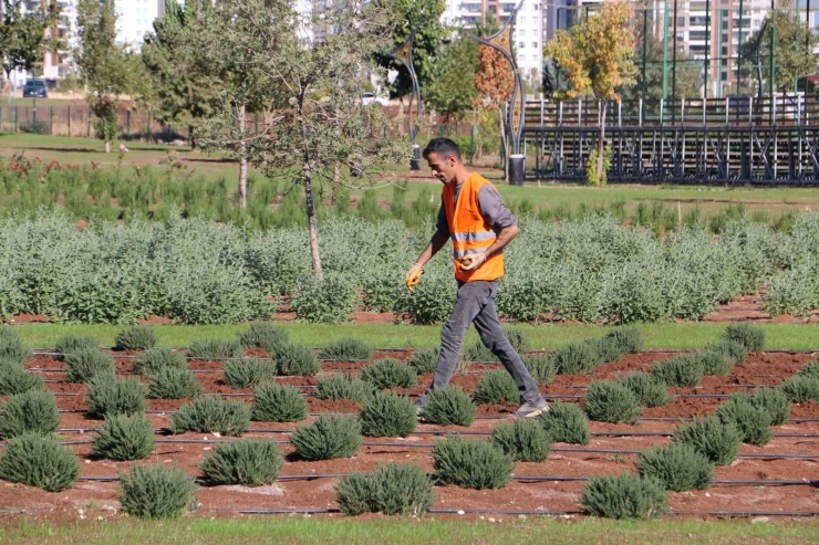 Diyarbakır’da Tıbbi Aromatik Bitki Bahçesi Şehre Güzel Koku Yayacak