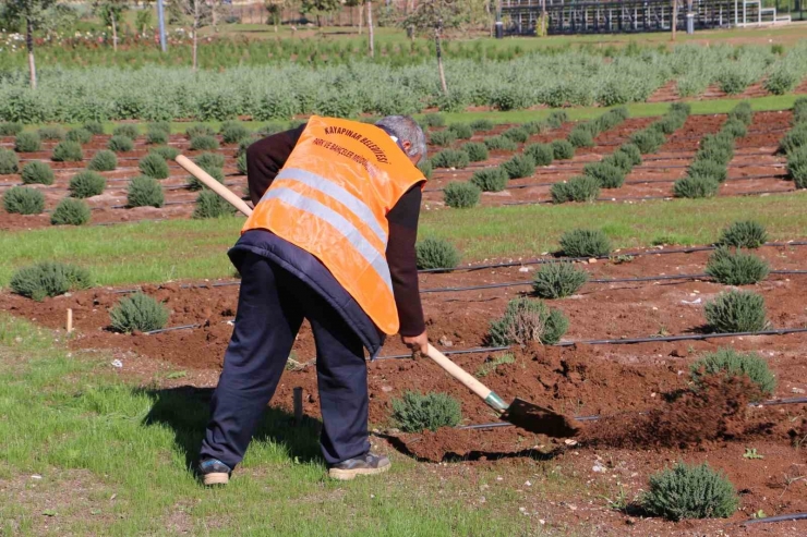 Diyarbakır’da Tıbbi Aromatik Bitki Bahçesi Şehre Güzel Koku Yayacak