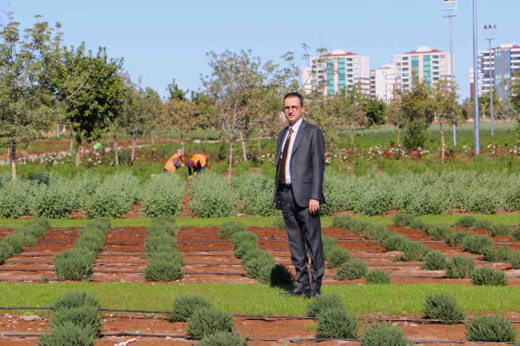 Diyarbakır’da Tıbbi Aromatik Bitki Bahçesi Şehre Güzel Koku Yayacak