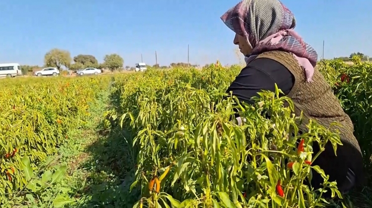 Şanlıurfa’da İlk Kez Ekilen Ürün Çiftçinin Yüzünü Güldürdü