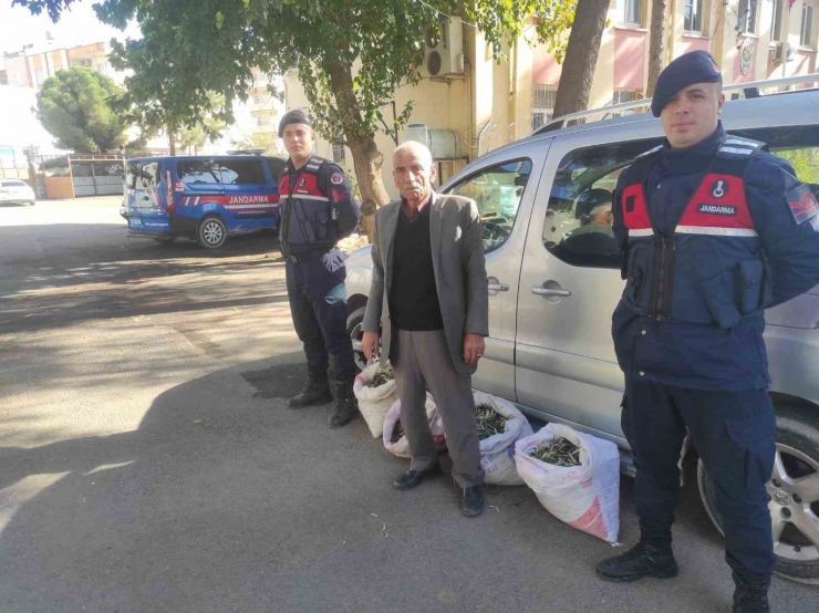 Zeytin Hırsızları Jandarma Dedektiflerinin Ağında Yakalandı