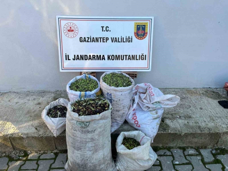 Jandarma 120 Kilo Zeytin Çalan 3 Şüpheliyi Yakaladı