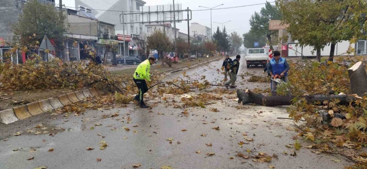 Rüzgar Nedeniyle Devrilmek Üzere Olan Ağaç Korkuttu