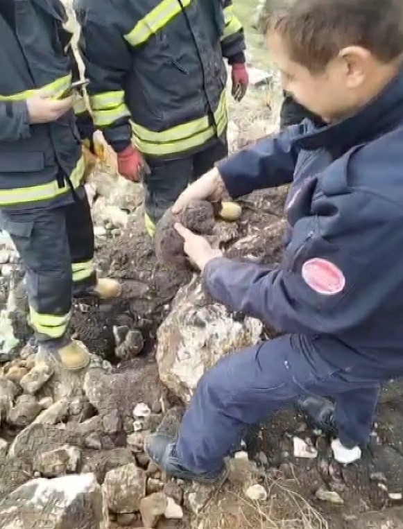 Gaziantep’te Molozların Altında Sıkışan Yavru Köpekler Kurtarıldı