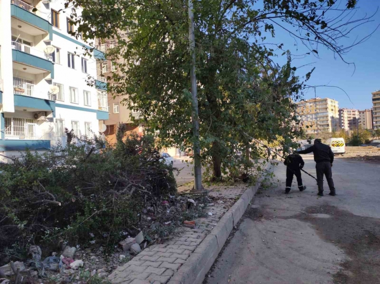 Bağlar’da Görüntü Kirliliği Ve Bakım İhtiyacı Olan Ağaçlar Budandı