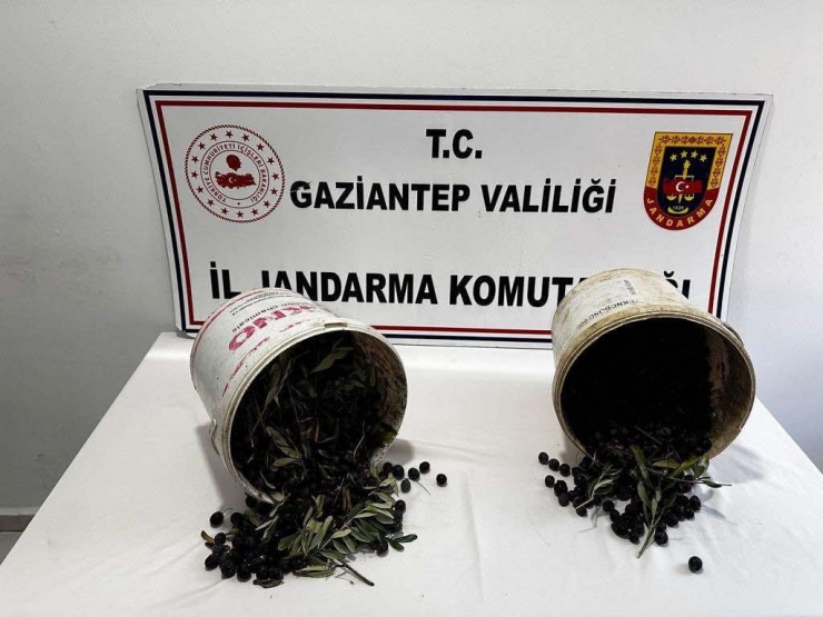 Gaziantep’te 1 Ton Zeytin Çalan Hırsızlar Jandarmadan Kaçamadı