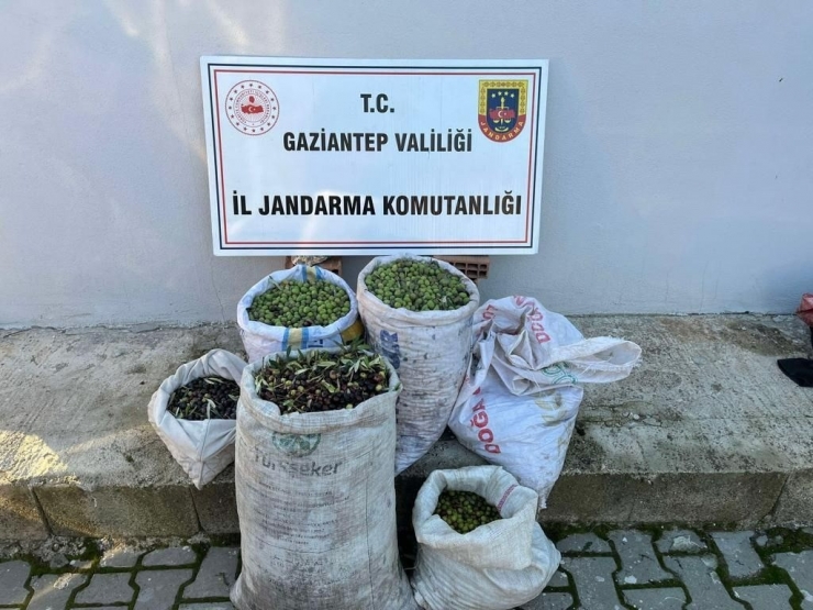 Gaziantep’te 1 Ton Zeytin Çalan Hırsızlar Jandarmadan Kaçamadı