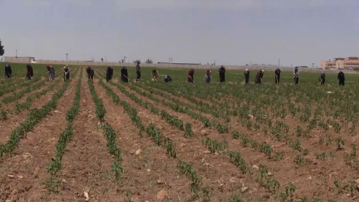 Tarım İşçisi Avukatlar, Mevsimlik Tarım İşçilerinin Sorunlarını Ele Aldı