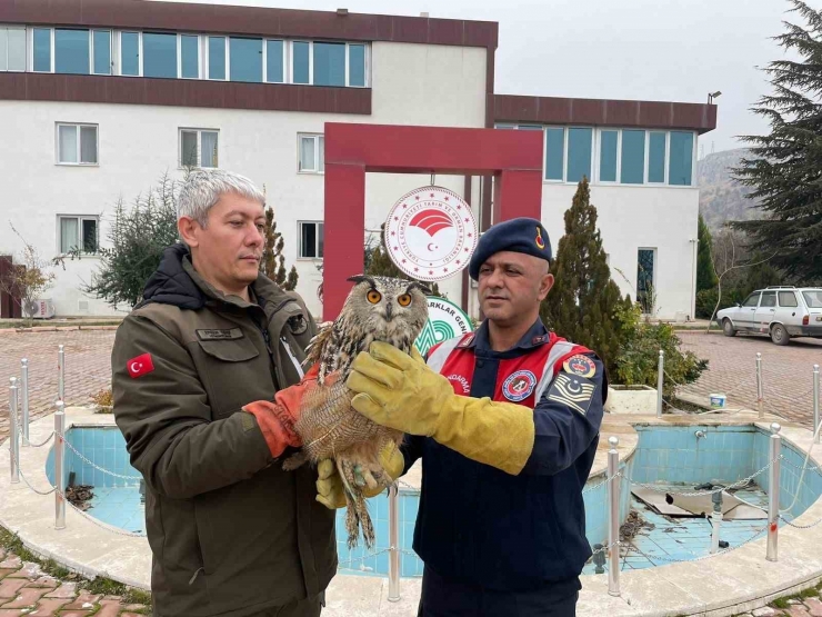 Malatya’da Yaralı Bulunan Baykuş Koruma Altına Alındı