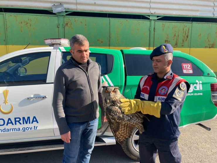 Malatya’da Yaralı Bulunan Baykuş Koruma Altına Alındı