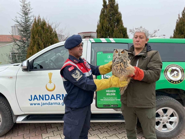 Malatya’da Yaralı Bulunan Baykuş Koruma Altına Alındı