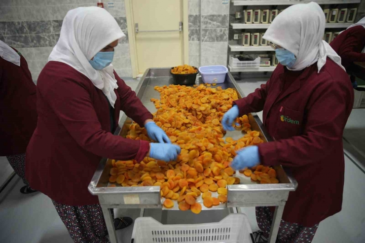 Depremin Vurduğu Malatya’da Kayısı Yüz Güldürdü