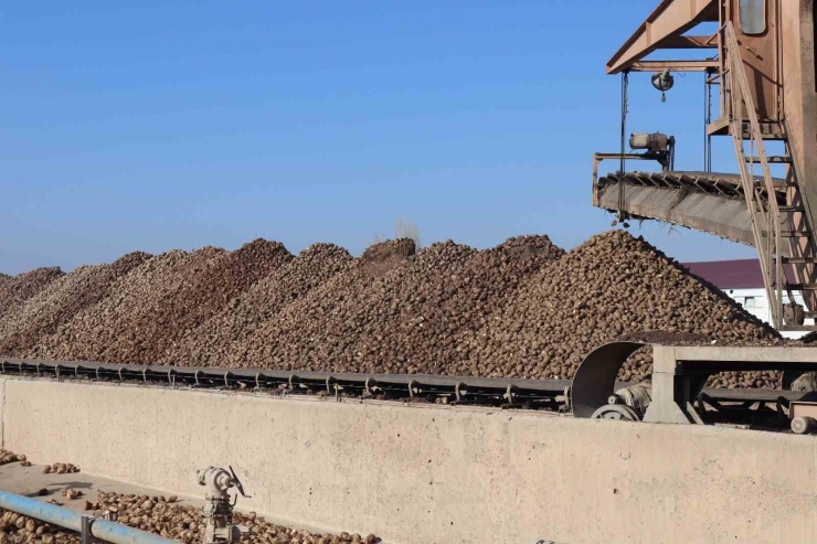 Malatya Şeker Fabrikası’nda Bu Yıl Hedef 65 Bin Ton Şeker Üretimi