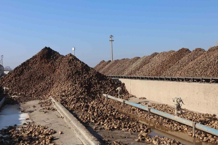 Malatya Şeker Fabrikası’nda Bu Yıl Hedef 65 Bin Ton Şeker Üretimi