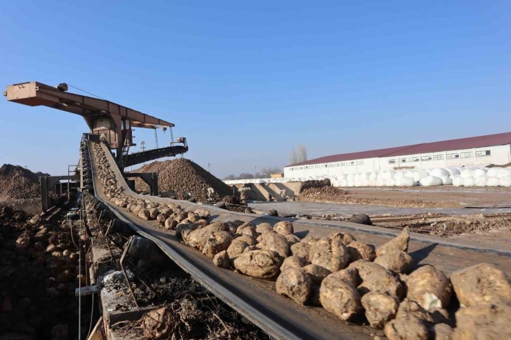 Malatya Şeker Fabrikası’nda Bu Yıl Hedef 65 Bin Ton Şeker Üretimi