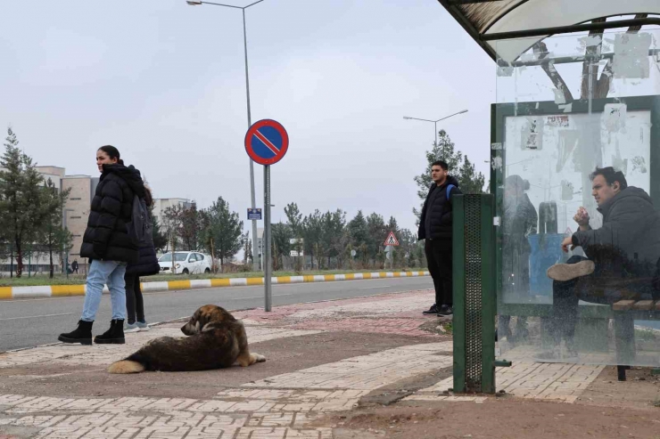 Sokak Köpekleri İçin Barınak Ve Çip Vurgusu
