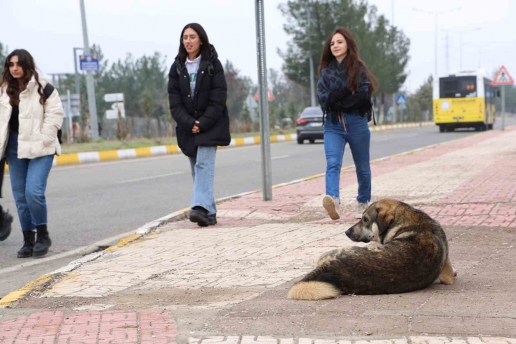 Sokak Köpekleri İçin Barınak Ve Çip Vurgusu
