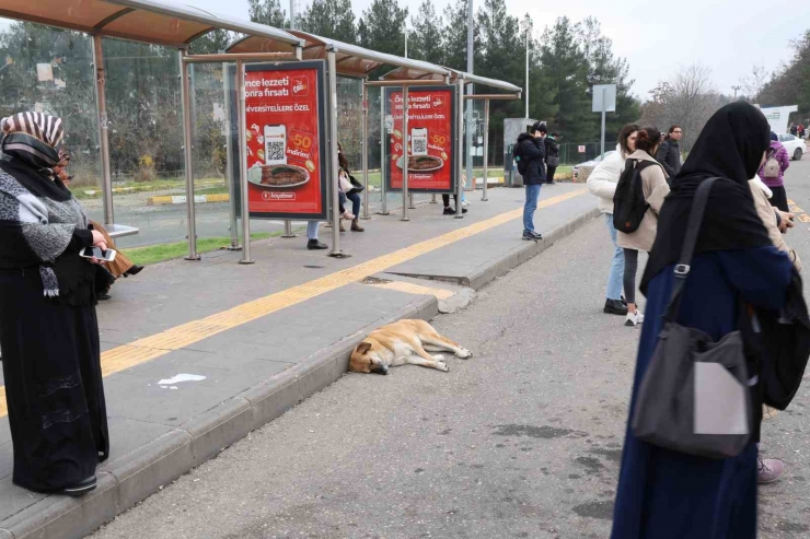 Sokak Köpekleri İçin Barınak Ve Çip Vurgusu