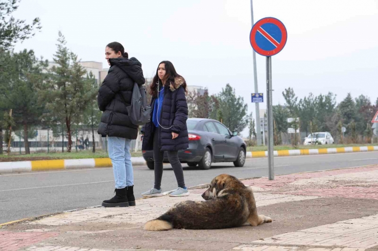 Sokak Köpekleri İçin Barınak Ve Çip Vurgusu