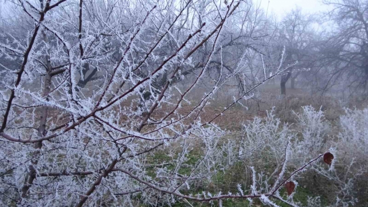 Malatya’da Kırağı Ağaçları Ve Bitkileri Beyaza Bürüdü