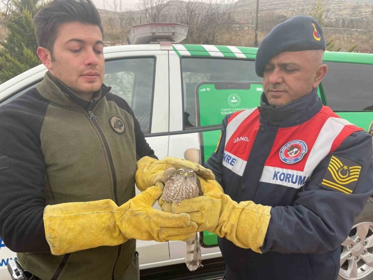 Malatya’da Yaralı Bulunan Atmaca Koruma Altına Alındı