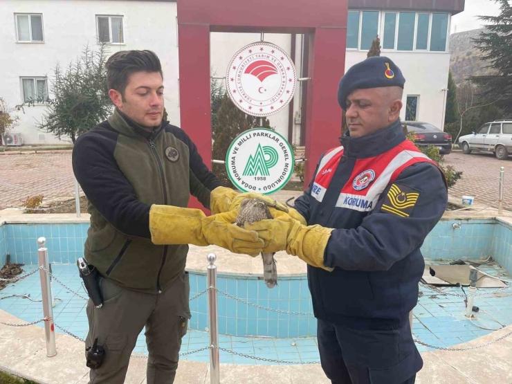 Malatya’da Yaralı Bulunan Atmaca Koruma Altına Alındı