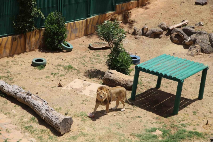 Gaziantep Hayvanat Bahçesi’ni 1 Yılda 4 Milyon 750 Bin Kişi Ziyaret Etti