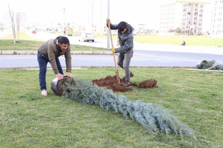 Diyarbakır’da Ağaçlandırma Çalışması