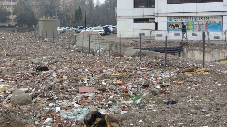 89 Kişiye Mezar Olan Galeria Sitesi Alanı Sokak Köpeklerinin Mekanı Haline Geldi