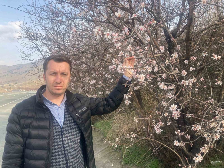 Malatya’da Badem Ağaçları Çiçek Açtı