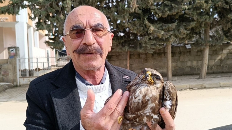 Yaralı Bulunan Kızıl Şahin Tedavi Altına Alındı