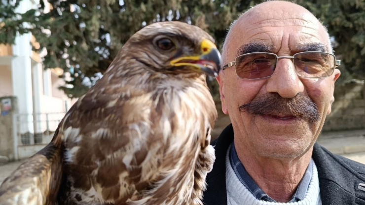 Yaralı Bulunan Kızıl Şahin Tedavi Altına Alındı