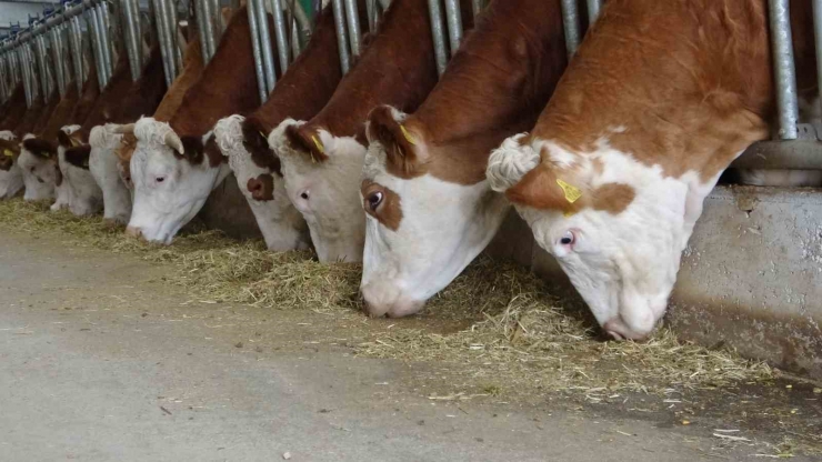 Devlet Desteğiyle Kurduğu Tesiste Günlük 700 Litre Süt Üretiyor
