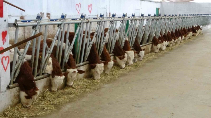 Devlet Desteğiyle Kurduğu Tesiste Günlük 700 Litre Süt Üretiyor