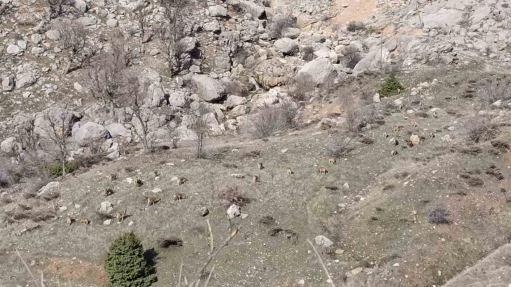 Sincik’te Dağ Keçileri Sürü Halinde Görüldü
