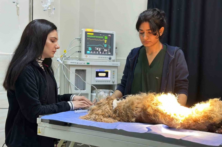 8 Santimlik Taş İnsandan Değil, 10 Yaşındaki ‘fındık’ İsimli Köpekten Çıktı