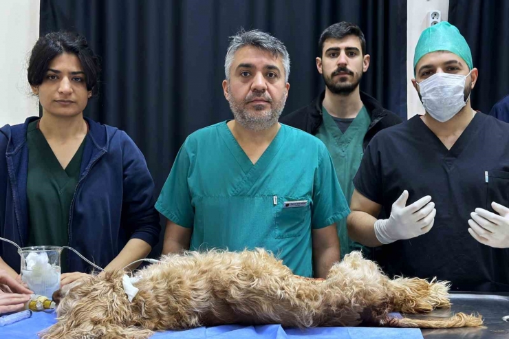 8 Santimlik Taş İnsandan Değil, 10 Yaşındaki ‘fındık’ İsimli Köpekten Çıktı