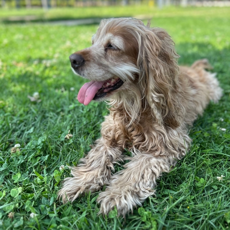 8 Santimlik Taş İnsandan Değil, 10 Yaşındaki ‘fındık’ İsimli Köpekten Çıktı