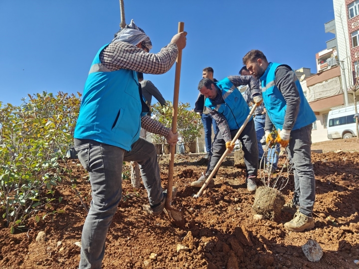 Eyyübiye’de Ağaçlandırma Ve Yeşillendirme Çalışmaları Sürüyor