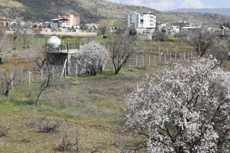 Dicle’de Ağaçların Çiçek Açmasıyla Renk Cümbüşü Oluştu