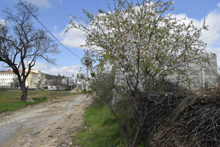 Dicle’de Ağaçların Çiçek Açmasıyla Renk Cümbüşü Oluştu