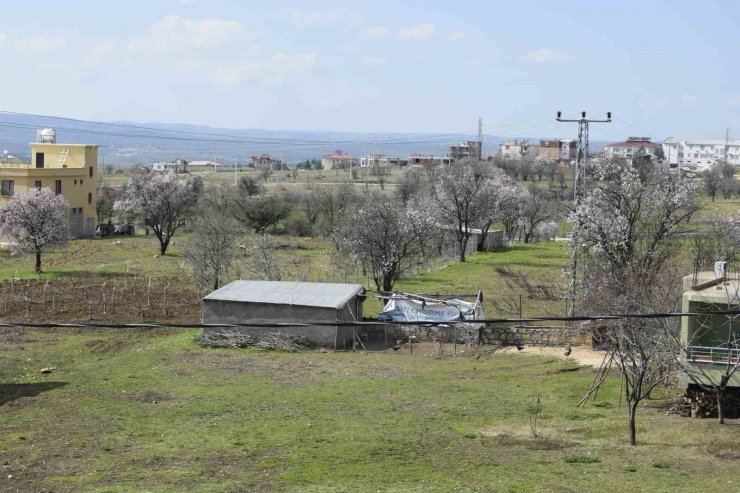 Dicle’de Ağaçların Çiçek Açmasıyla Renk Cümbüşü Oluştu