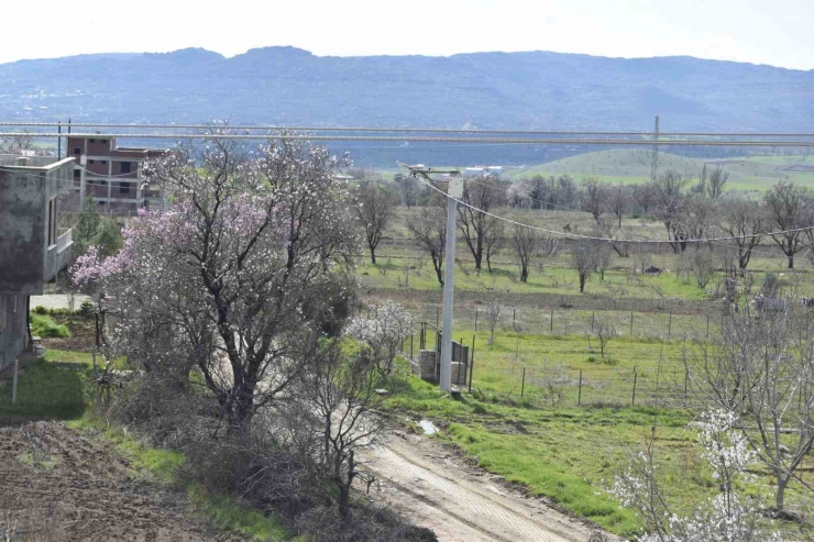 Dicle’de Ağaçların Çiçek Açmasıyla Renk Cümbüşü Oluştu