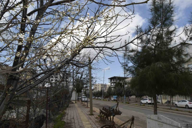 Dicle’de Ağaçların Çiçek Açmasıyla Renk Cümbüşü Oluştu