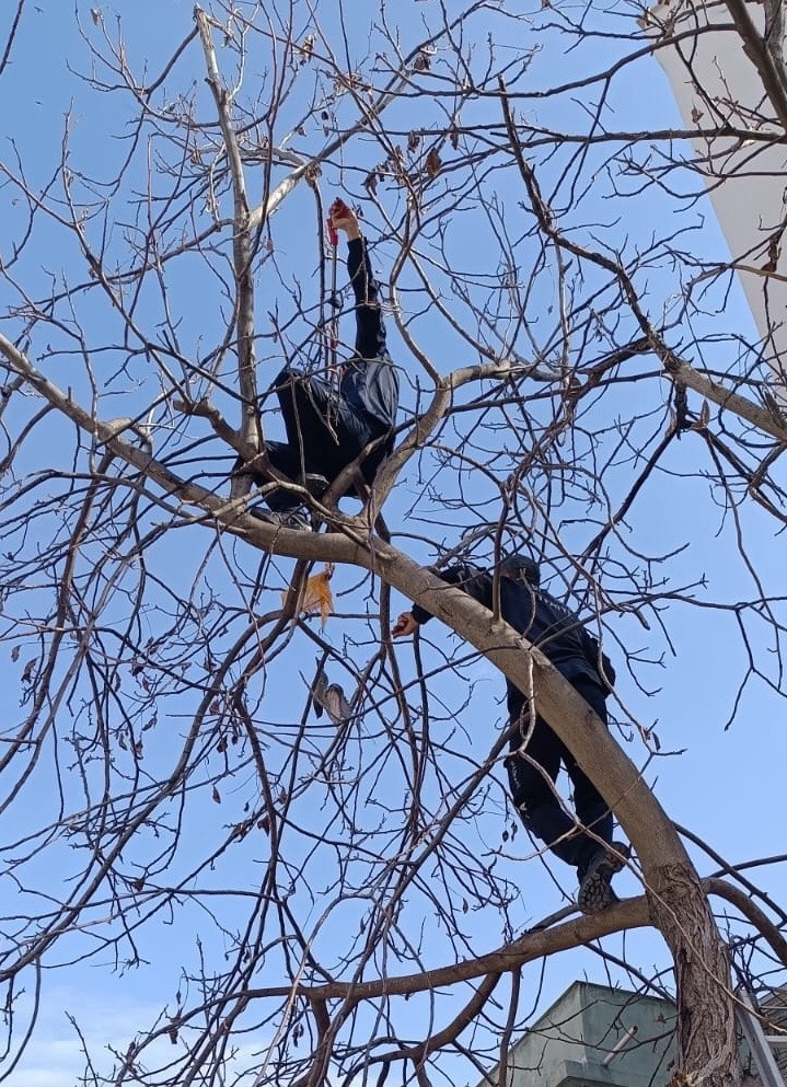 Ağaç Dallarına Takılan Güvercini İtfaiye Kurtardı